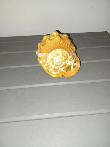 Cameo Red Helmet Bullmouth Conch Sea Shell Cassis Rufa 4" Item image 4