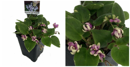 Humpty Doo Mini African Violet - 2.5&quot; Pot - Terrariums/Gardens/Houseplan... - £37.26 GBP
