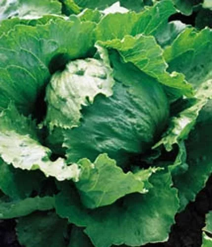 Lettuce Iceberg Improved Heirloom Vegetable 1,000 Seeds Garden Fresh USA Shippin - $14.57