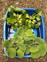 (5) MIX Water Lettuce &amp; Hyacinth Large 5-7” Koi Pond Floating Plant Algae Shade - £23.30 GBP