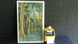 STD Vintage Cypress Trees on the Edge of Lake in Florida Unposted - £1.80 GBP