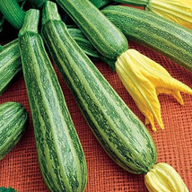 25+ Gadzukes Zucchini Squash Seeds For Garden Planting  USA  ! - $5.21