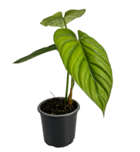 Philodendron Sp Colombia By Leal Plants Ecuador |Live Plant House For Indoors - £31.27 GBP