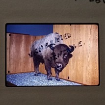 Bison Buffalo Mounted In Museum Display VTG KODACHROME 35mm Found Slide Photo - £7.84 GBP