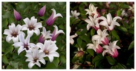 Princess Kate Texensis Clematis Vine - Pink &amp; White - NEW! -2.5&quot; Pot - £37.56 GBP