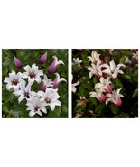 Princess Kate Texensis Clematis Vine - Pink & White - NEW! -2.5" Pot - $46.99