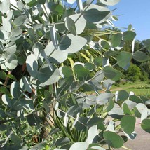 Eucalyptus Cinerea Seeds Silver Dollar Cut Flower Arrangement Gardening Fresh US - £10.13 GBP