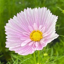 Grow In US Cosmos Cupcake Blush Seeds - 25 Seeds Per Packet - £7.99 GBP