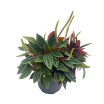 Peperomia Rosso albovittata, Piccolo Banda / Ivy Leaf Peperomia, 4 inch pot - £9.56 GBP