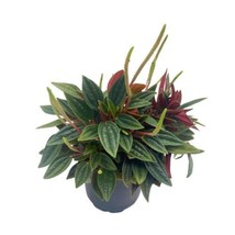 Peperomia Rosso albovittata, Piccolo Banda / Ivy Leaf Peperomia, 4 inch pot - £9.68 GBP