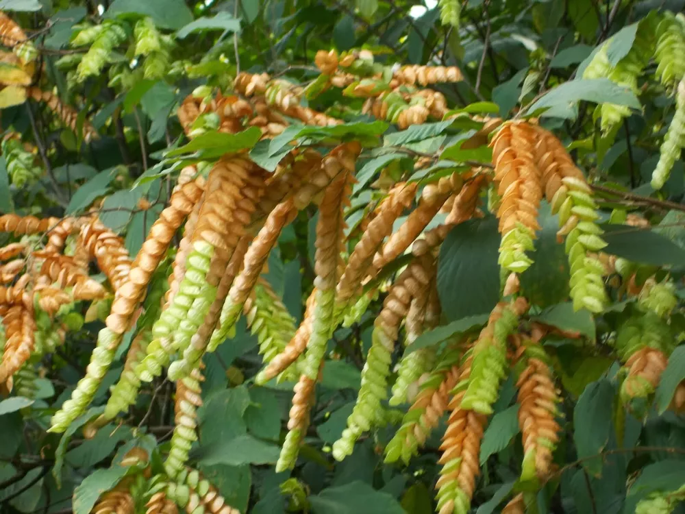 Flemingia Strobilifera Luck Plant Or Wild Hops Seeds - £9.73 GBP