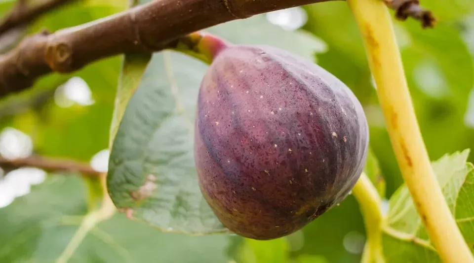 Olympian Fig Seeds for Garden Planting 100 Seeds Fast Shipping - £6.93 GBP
