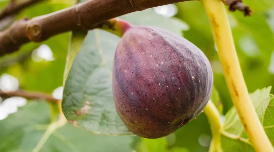 Olympian Fig Seeds for Garden Planting 100 Seeds Fast Shipping - $8.77