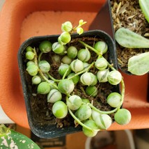 Variegated String of Pearls Plant, 2 inch succulent live plant