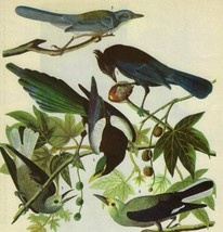 4 Western Corvids Bird 1946 Color Art Print John James Audubon Nature DWV2D - £25.55 GBP