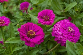 Purple Prince Zinnia Seeds Variety Packet Sizes Fresh Fast Shipping - $3.78