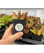 Purple Pitcher Plant - Sarracenia purpurea var. venosa - Carnivorous Plant - $553.38 MXN