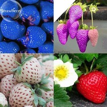 Mixed 4 Types of Blue Purple White Red Strawberry 100 Seed delicious fru... - $6.99