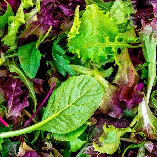 Mesclun Mix Lettuce Seeds Fresh Garden Seeds Fresh Seeds - $3.00