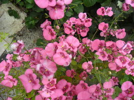 100 Seeds Pink Queen Twinspur Diascia Barberae Flower Evergreen Houseplant - £13.33 GBP