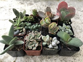 2 inch Collection Of 12 Fully Rooted Unique Rare Succulent Plants image 2