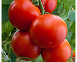 Floridade Tomato Seeds, NON-GMO, Heirloom, Determinate, Hot/Humid, FREE ... - $1.67+