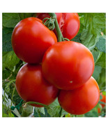 Floridade Tomato Seeds, NON-GMO, Heirloom, Determinate, Hot/Humid, FREE ... - £1.31 GBP+