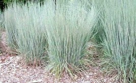 SEPTH 1000 Little Bluestem Seeds Native American Prairie Grass - $3.98