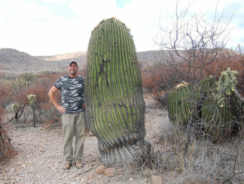 5 Seeds Echinocactus Platyacanthus Giant Barrel Cactus - $7.41
