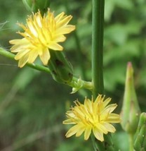 SEPTH 50+ Canada Lettuce / Wild Lettuce SEEDS (Lactuca canadensis) Medicinal Her - $6.48