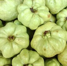 Live Indonesian seedless Guava psidium guajaba live Tropical Fruit tree 24&quot;-36&quot; - £70.59 GBP