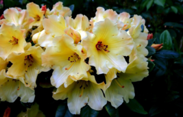 20 Pc Seeds Rhododendron Campylocarpum Flower, Rhododendron Seeds | RK - £14.86 GBP