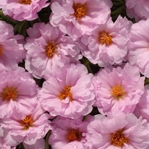 USA SELLER Portulaca Seeds Portulaca Extra Light Pink 50 Seeds Perennial - $19.42