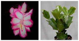Christmas Cactus Sugar Plum Fairy Rooted Starter Plant Schlumbergera Truncata - £35.14 GBP