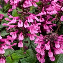 50 + Pink Salvia Seeds Flower Seed Perennial Flowers Hummingbird 644 From Us - $9.49