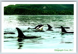 Postcard Orca Whales Telegraph Cove BC Killer Whales Pod 4x6 - £3.55 GBP