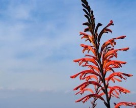 USA Seller 5 African Flag Chasmanthe Floribunda Cornflag Red Orange Hummingbird  - $14.90