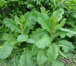 Lactuca virosa Seeds ~ 175+ Seeds ~ Opium Lettuce For Tea, Resin extract, Pain. - £11.40 GBP