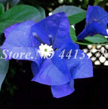 New Fresh Balcony Blue Bougainvillea Outdoor Netherlands Blooming Specta... - £4.20 GBP