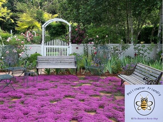 Thymus serpyllum (Wild Creeping Mother of Thyme) 50 Seeds | Garden Flowe... - $4.00