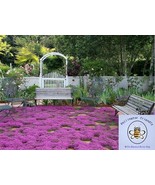 Thymus serpyllum (Wild Creeping Mother of Thyme) 50 Seeds | Garden Flowe... - $5.45 CAD