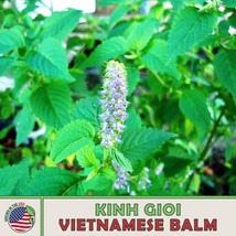 US Seller 500+ Kinh Gioi Seeds, Elsholtzia Ciliata, Vietnamese Balm, Non-Gmo - £7.42 GBP