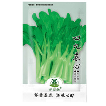 3600 Of seeds Asian Yu Choy Choi Sum Choy Sum Chinese Flowering Cabbage Veggies  - £6.63 GBP