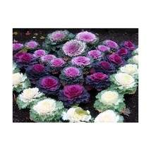 Premier Seeds Direct CAB01F Cabbage Ornamental Mix Seeds (Pack of 120)  - $7.00