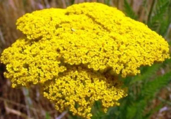 HGBO Gold Yarrow 100 Fresh Seeds USA Seller - $8.68