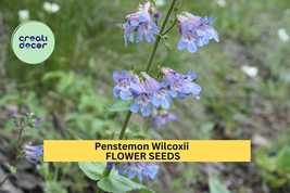Wilcox’s Penstemon Seeds – Penstemon wilcoxii – 100mg for Planting, Nati... - $5.85+