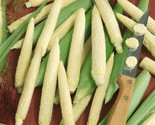 20 Japanese Hulless Corn Seed Non Gmo Heirloom #Cornseeds Fast Shipping - $8.99