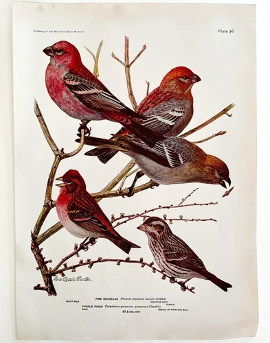 Pine Grosbeak Purple Finch 1936 Bird Art Lithograph Color Plate Print DWU12A Item image 2