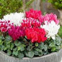 Cyclamen Seed Giant Cyclamen Persicum Flower Seeds 50 Seeds USA Fast Shipping - £13.32 GBP