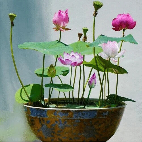 Mixed Color The Sacred Bonsai Lotus Flower 10 Seeds - $12.99